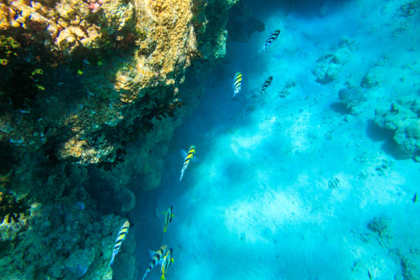 istock Indo-Pacific sergeant (Abudefduf vaigiensis), also  known as the Sergeant major on coral reef in the Red sea. School of fish undersea 1586353481