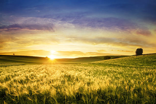 istock Golden Wheat Field - Sunset Landscape 158635396