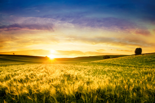 Ears of grain such as barley, rye or wheat are bending over after a storm set against a blurred out sunset colored horizon with blue and purple tones.