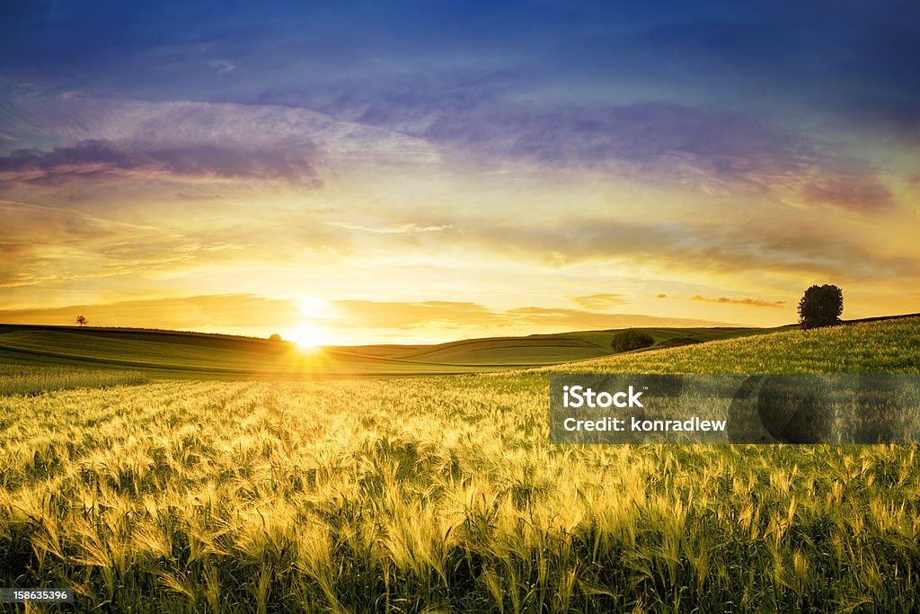 Golden Wheat Field - Sunset Landscape Golden Wheat Field - Sunset Landscape  Agricultural Field Stock Photo