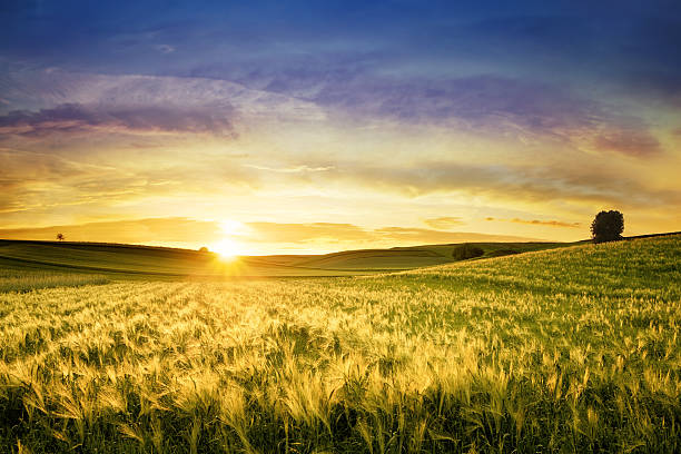 Golden Wheat Field - Sunset Landscape stock photo