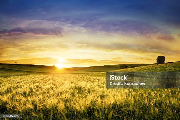 Золотой Пшеничное Полезакат Пейзаж — стоковые фотографии и другие картинки Поле - Поле, Ферма, Пшеница