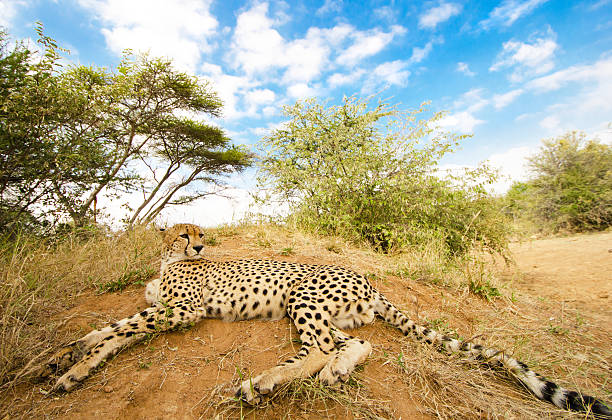A Cheetah (Acinonyx jubatus) stands tall amidst the dry grasses, its sleek coat and muscular build striking against the muted palette of the African bush. This photo was taken in South Africa.
