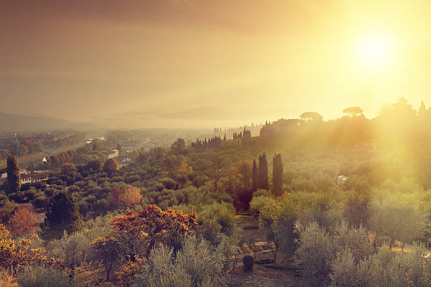 Sunrise in Tuscany, Florence. Olive trees and cyprsess in the foreground. (Arno River is visible on the left side of the image)