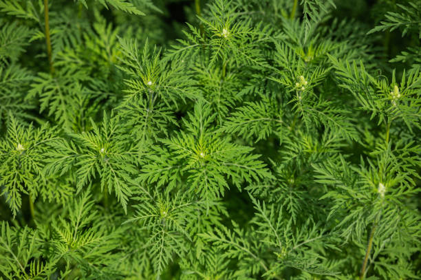istock Ambrosia plant 1586360932
