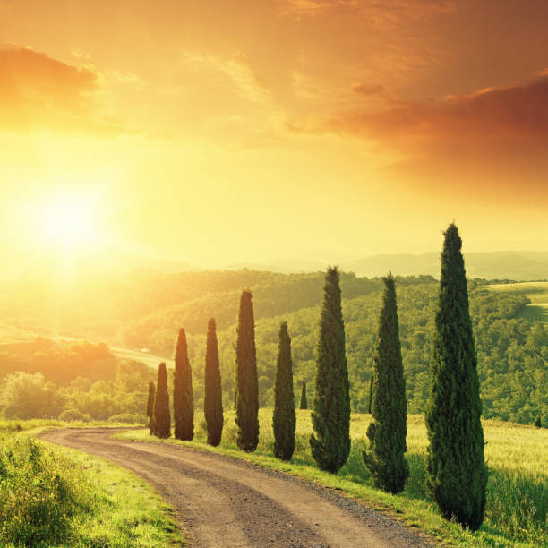 istock Cypress trees in Tuscany at sunrise 158636214