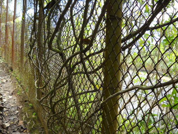 istock Vines in the fence 1586365384