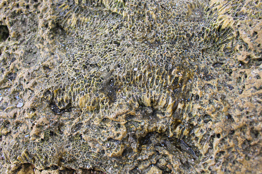 background and texture of a coral reef on the beach