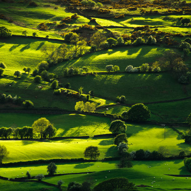 Slanting rays of evening sunlight illuminating meadows and trees in the Lyth Valley in the English Lake District. Low key image with saturated colours.