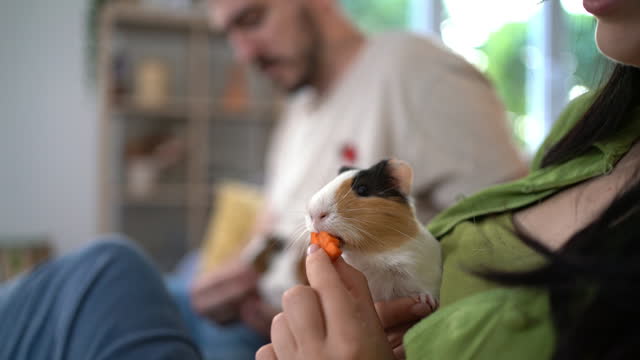 Caucasian couple sitting on a sofa feeding and petting their pets, a guinea pigs