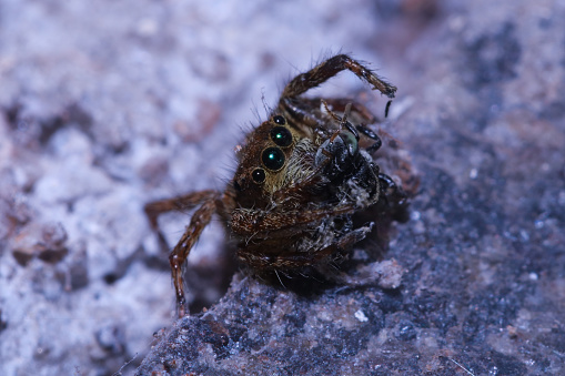 A jumping spider tightly grabbing a stingless bee. predator-prey interaction. close-up or macro photograph.
