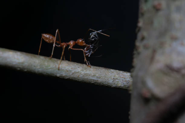 formica che trasporta una formica nera morta. formica su un bastone. - determination ant strength effort foto e immagini stock