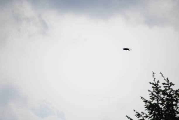 istock Black bird gliding through the air above trees 1586419916