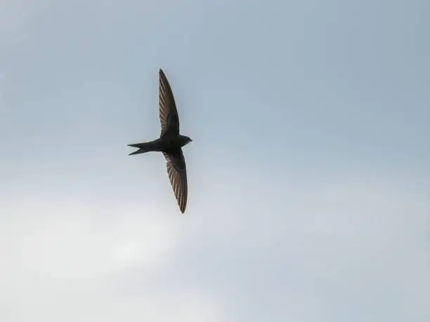 Common swift in flight isolated against the sky. in Ostrava, Moravian-Silesian Region, Czechia