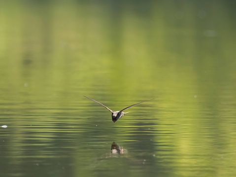 Common swift touching the water surface in Ostrava, Moravian-Silesian Region, Czechia