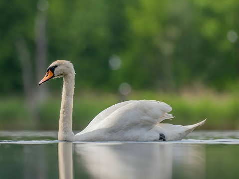 Adult mute swan on the water, close-up photography, green scenery. in Ostrava, Moravian-Silesian Region, Czechia