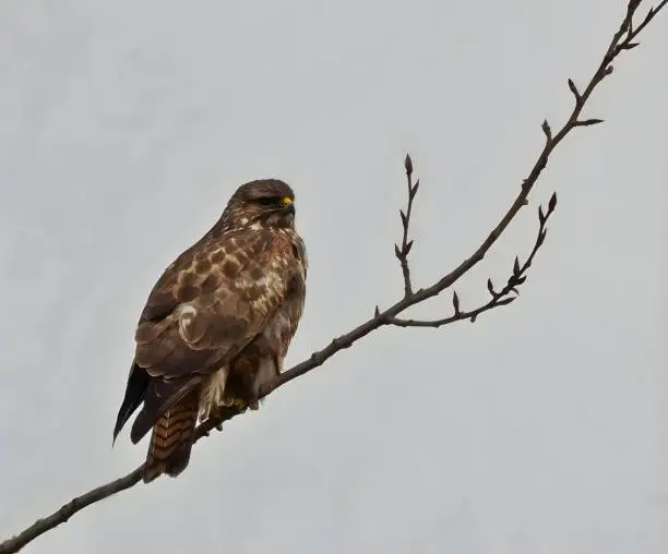 Common buzzardr on a branch, sky in the background. in Ostrava, Moravian-Silesian Region, Czechia