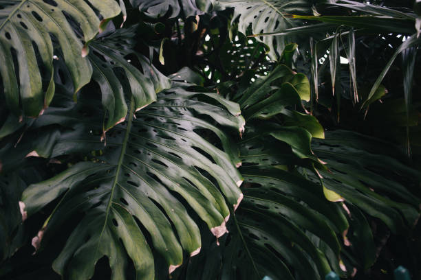 istock Philodendron Leaves in Key Largo Florida 1586443368