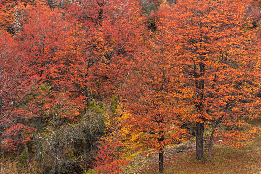 Autum colored lenga trees in Chubut Patagonia Argentina in Trevelin, Chubut Province, Argentina