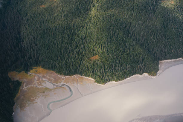 ариэльские сосны встречаются с океаном в ситке на аляске - forest alaska plant sitka spruce стоковые фото и изображения
