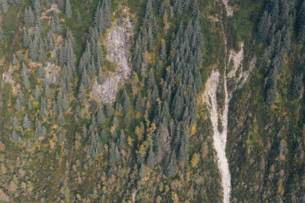 аляскинский лес ариэль вью в ситке, аляска - forest alaska plant sitka spruce стоковые фото и изображения