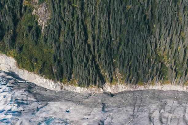 где лес превращается в лед на ситке на аляске - forest alaska plant sitka spruce стоковые фото и изображения