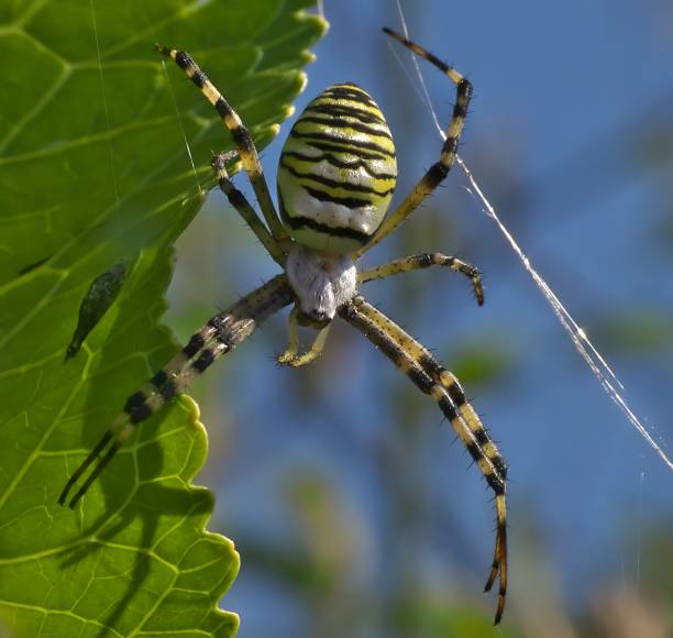 spider on a web, a close-up photo. wasp spider - getingspindel bildbanksfoton och bilder