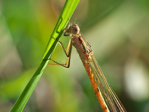 Close up of a dragonfly in Ostrava, Moravian-Silesian Region, Czechia