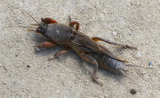 European moth cricket on the sand. in Ostrava, Moravian-Silesian Region, Czechia