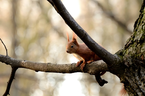 Red squirrel on a tree. in Ostrava, Moravian-Silesian Region, Czechia