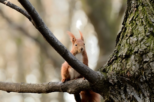 Red squirrel on a tree. in Ostrava, Moravian-Silesian Region, Czechia