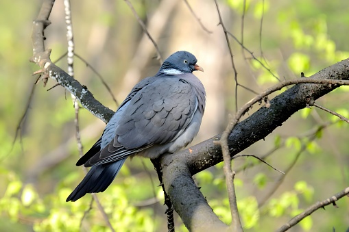 Common wood pigeon on a tree branch, close-up photo. in Ostrava, Moravian-Silesian Region, Czechia