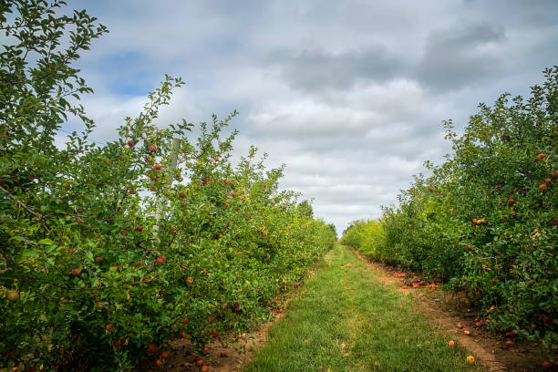 istock Horizontal view of apple orchard on cloudy fall day. 1586448832