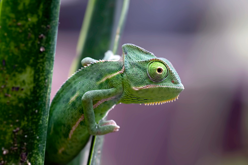 Baby veiled chameleon hanging on a plant in Jakarta, Jakarta, Indonesia