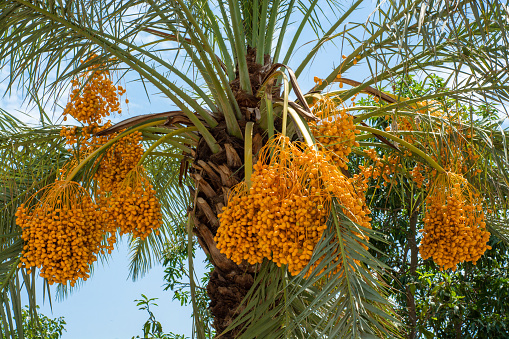 Yellow date fruits bunches on tree