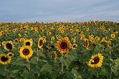 Field of yellow and red sunflowers under blue skies.