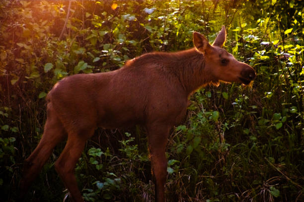 Moose Calf in Summer Sun in Alaska in Seward, Alaska, United States