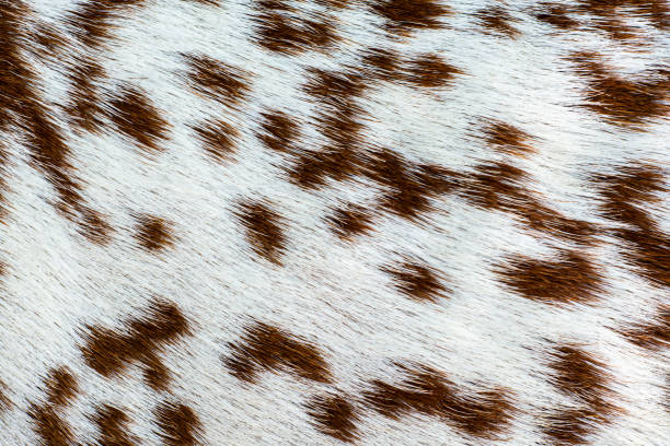 毛皮の模様 - fur cow cattle textur ストックフォトと画像