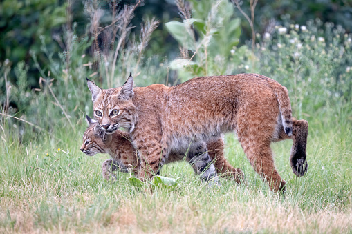 Bobcat and baby looking at camera in Colorado in western USA of North America
