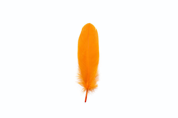 istock Exotic orange feather of bird with texture 1586468333