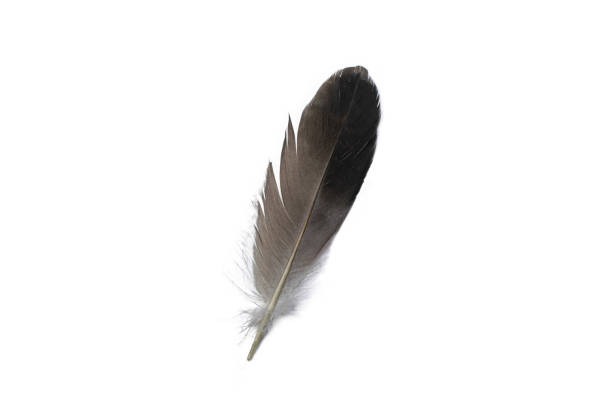 istock small black feather of gray bird 1586472938