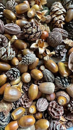 A collection of English Acorns, a variety of tree cones that include Dawn Redwood, Scots Pine, Deodar Cedar and Sweet Gum.