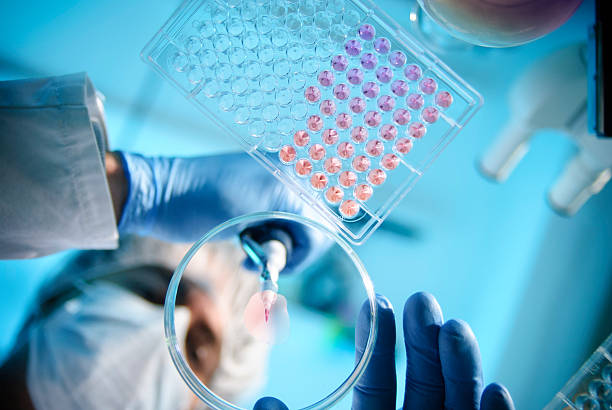 Lab Experiment A scientist using a pipette with a microtiter plate and a petri dish pipette stock pictures, royalty-free photos & images