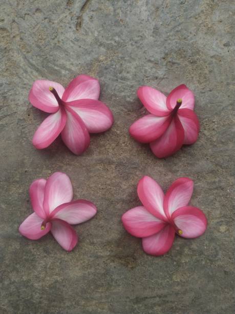 istock Pink frangipani flower 1586496411