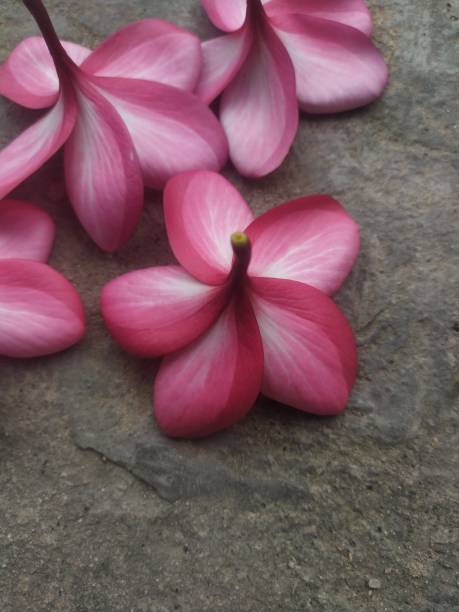 istock Pink frangipani flower 1586496418