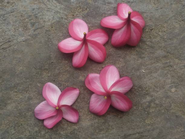 istock Pink frangipani flower 1586496941