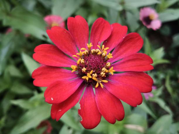 istock Zinnia flower, Tropical flower 1586520239