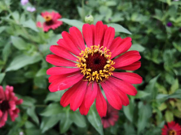 istock Red Zinnia Flower 1586521854