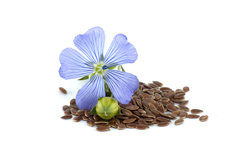 Vibrant blue common flax flower and seeds in close up isolated on white background