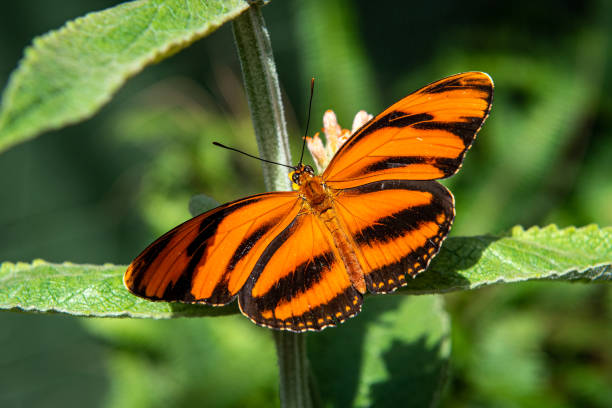 istock Colorful Butterfly Sitting on Plants 1586527289